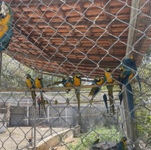Único centro de triagem de animais silvestres no Rio, em Seropédica, está fechado após surto de tuberculose em macacos. O lugar já não recebia animais do estado do Rio devido a problemas judiciais com o Inea. Agora, a situação se agrava — Foto: Pedro Henrique Antunes / Ibama-RJ
