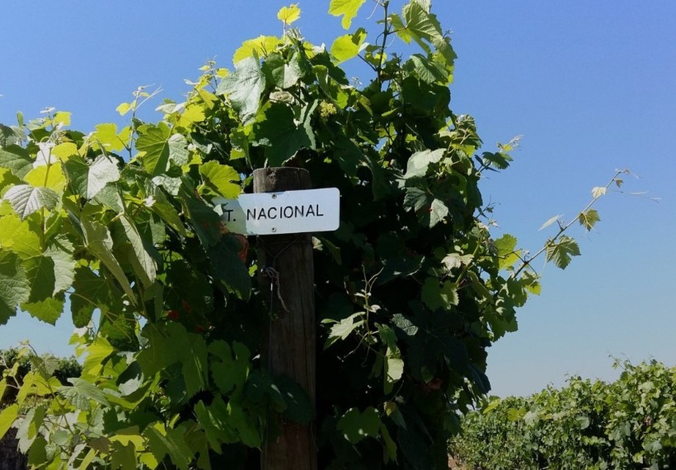 Vinhedo de Touriga Nacional da Casa da Passarella — Foto: Divulgação / Casa da Passarella