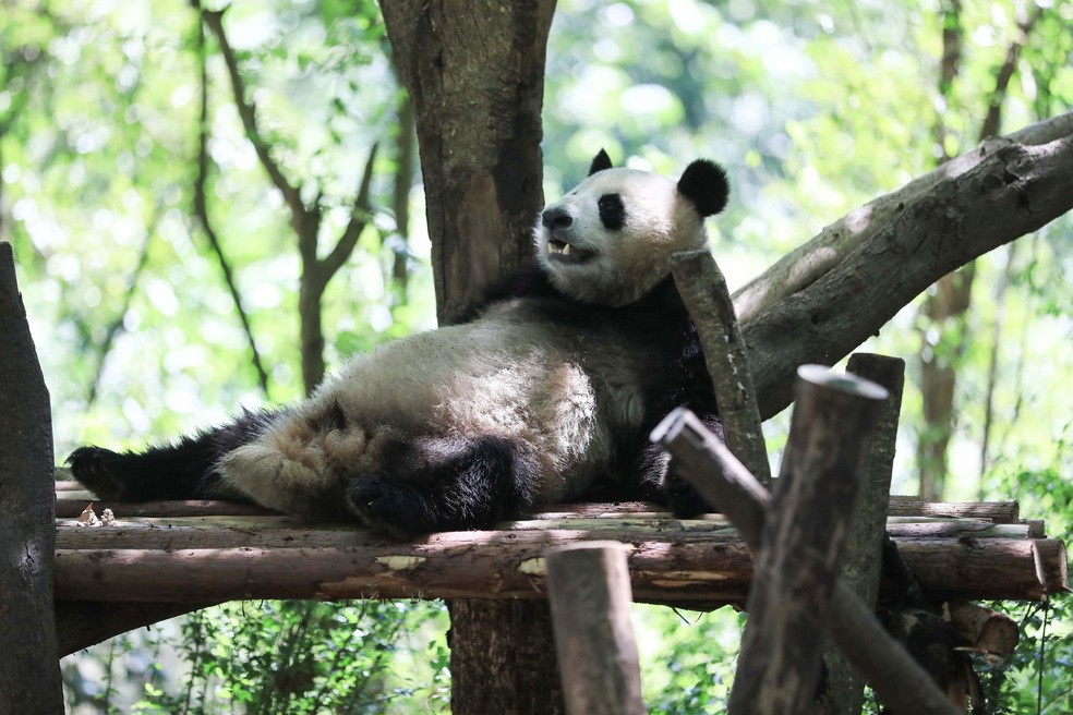 Panda descansa em seu recinto na Chengdu Research Base of Giant Panda Breeding em Chengdu, na província de Sichuan, no sudoeste da China. — Foto: AFP