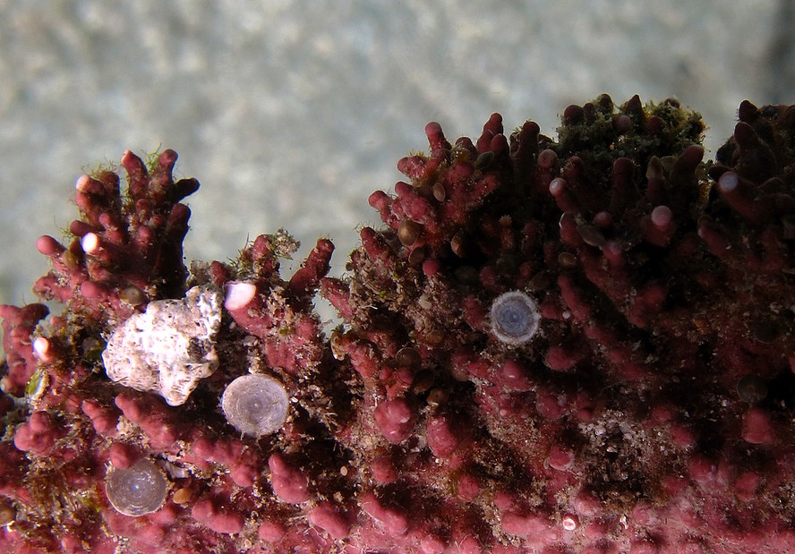 Sistema automatizado revoluciona identificação de algas calcárias marinhas