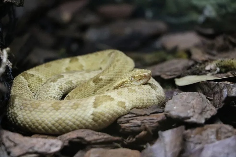 A jararaca-ilhoa (Bothrops insularis) — Foto: WIKIMEDIA COMMONS