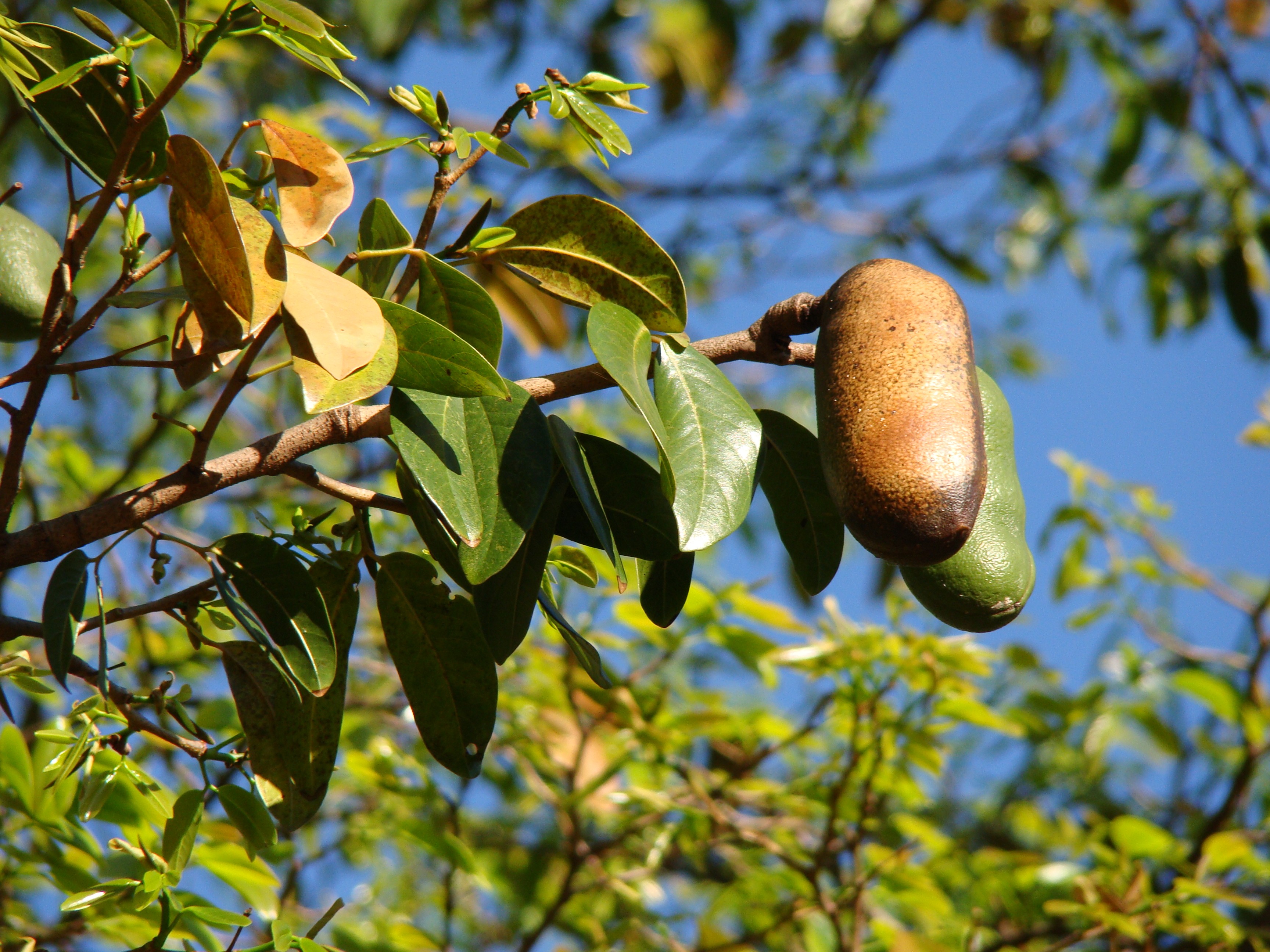 Jatobá se transforma em farinha, licor e até pomada cicatrizante
