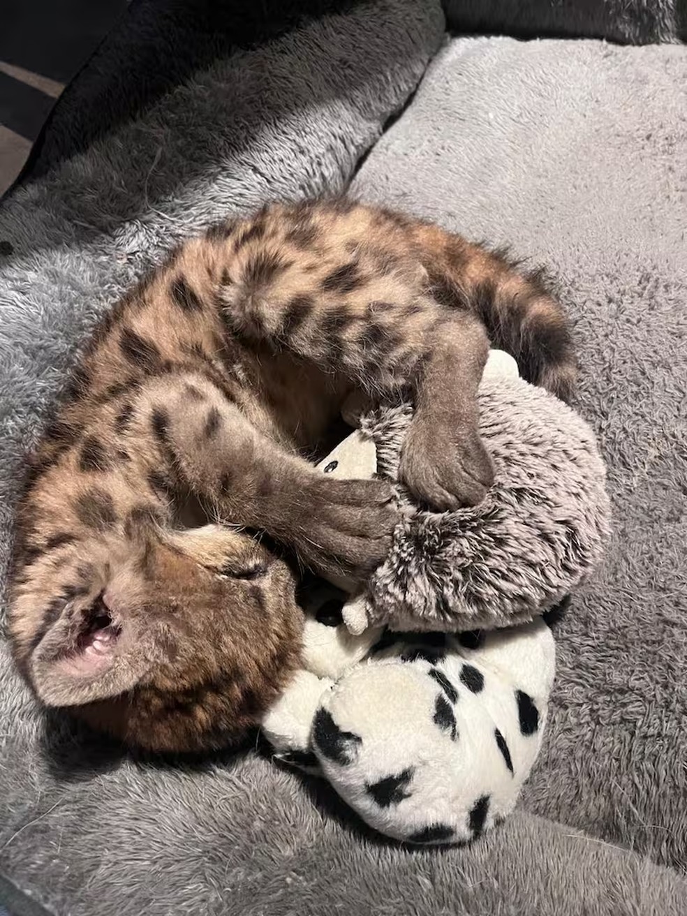 A filhote de puma Malvina foi encontrada em estado crítico após ser atropelada — Foto: Reprodução via La Nacion