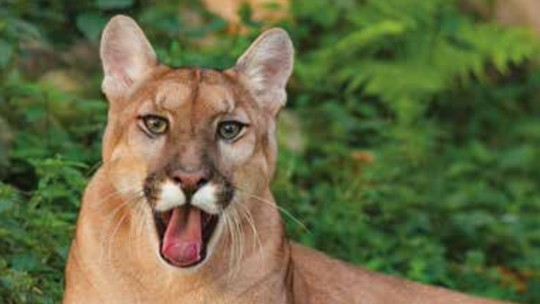 Felino ameaçado de extinção é fotografado na Serra da Bocaina e registrado em livro