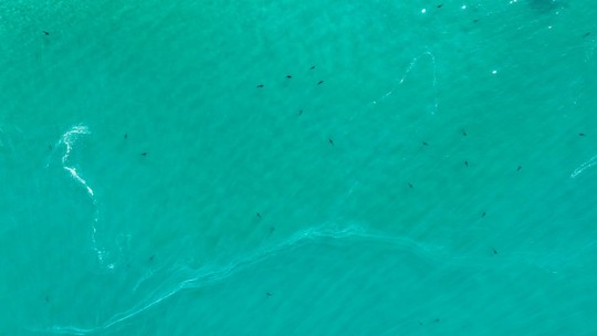 Cardume de mais de cem tubarões encontrados em Ilha Grande é inofensivo, dizem especialistas