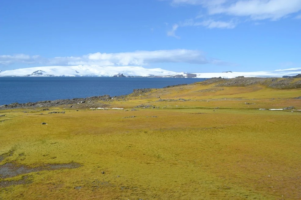 Parte da Ilha Barrientos, na Antártica, que deu lugar à vida vegetal — Foto: Dan Charman