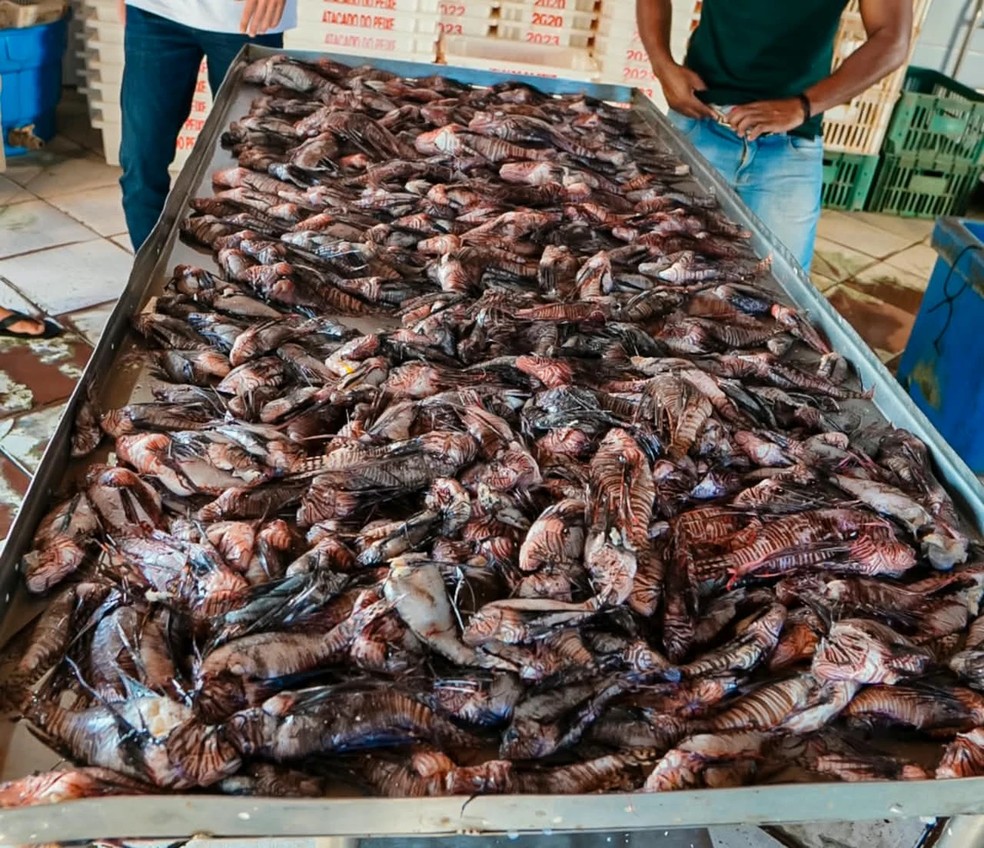 Peixes-le&atilde;o s&atilde;o retirados do mar em Porto Seguro &mdash; Foto: Divulga&ccedil;&atilde;o
