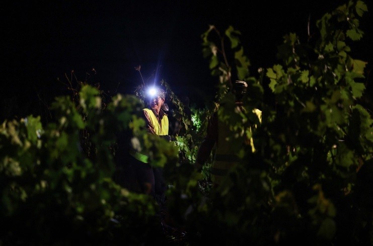 Trabalhadora da vinícola Herdade das Servas utiliza uma lanterna de cabeça durante a colheita noturna de uvas em Estremoz, — Foto: Patricia de Melo Moreira/AFP