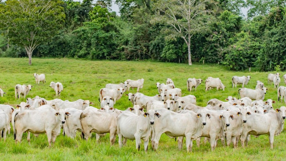 'O que a gente precisa agora &eacute; de agilidade pra abrir novos mercados, reduzir depend&ecirc;ncia de poucos compradores e dar seguran&ccedil;a jur&iacute;dica para o produtor rural continuar investindo' diz o pecuarista &mdash; Foto: Arquivo pessoal