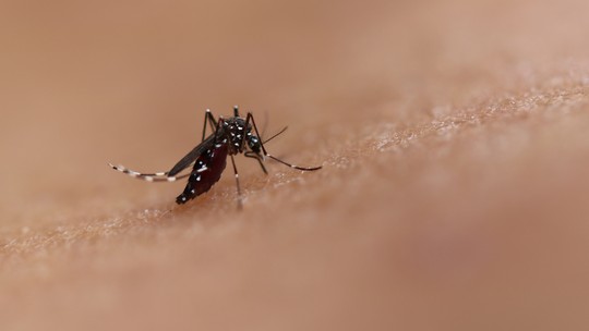 Fiocruz: um terço dos filhos de gestantes infectadas com zika apresenta problemas congênitos, mostra estudo