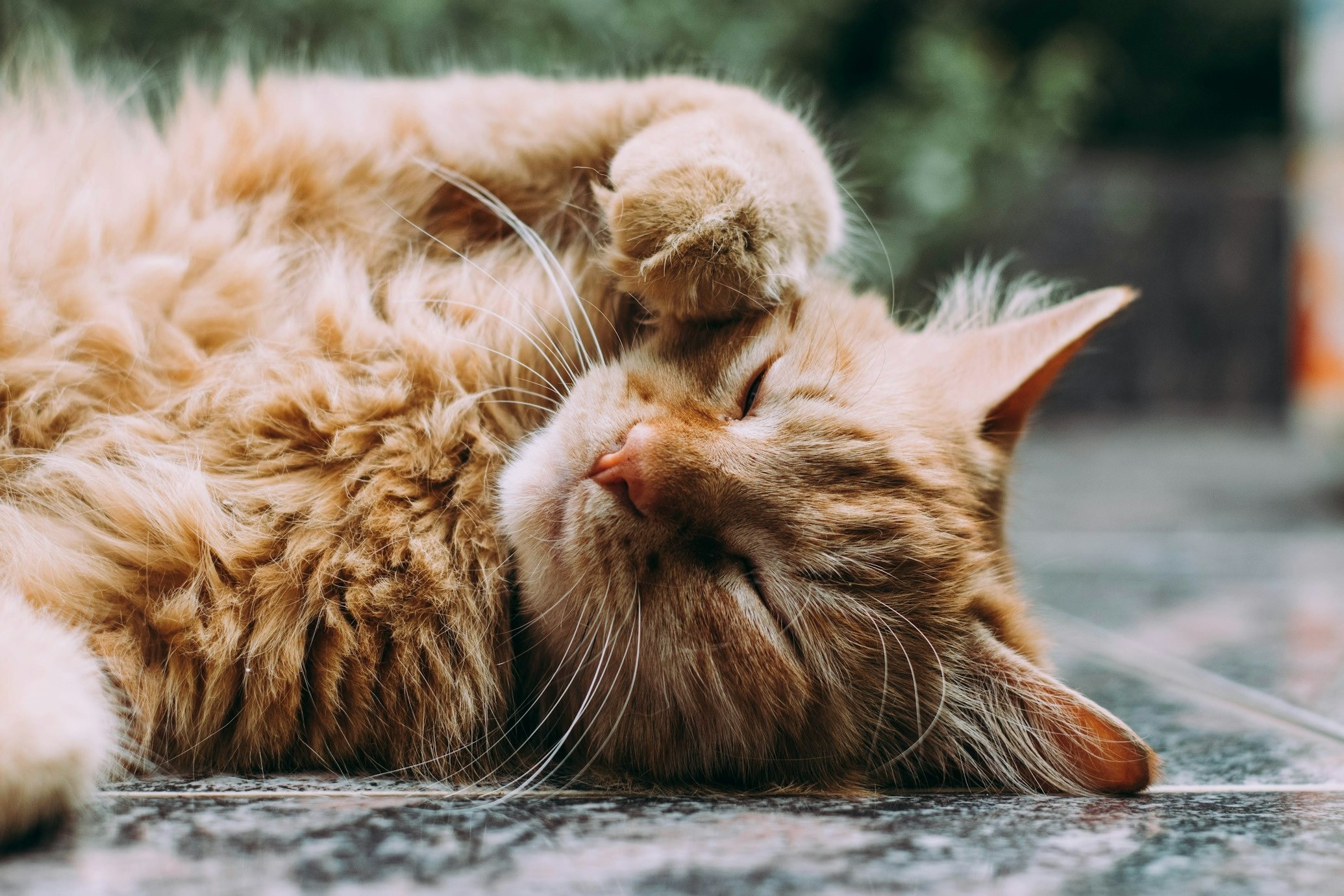 Gatos felizes: conheça 5 dicas de uma especialista para garantir a felicidade do seu felino - QTU Questões do Universo