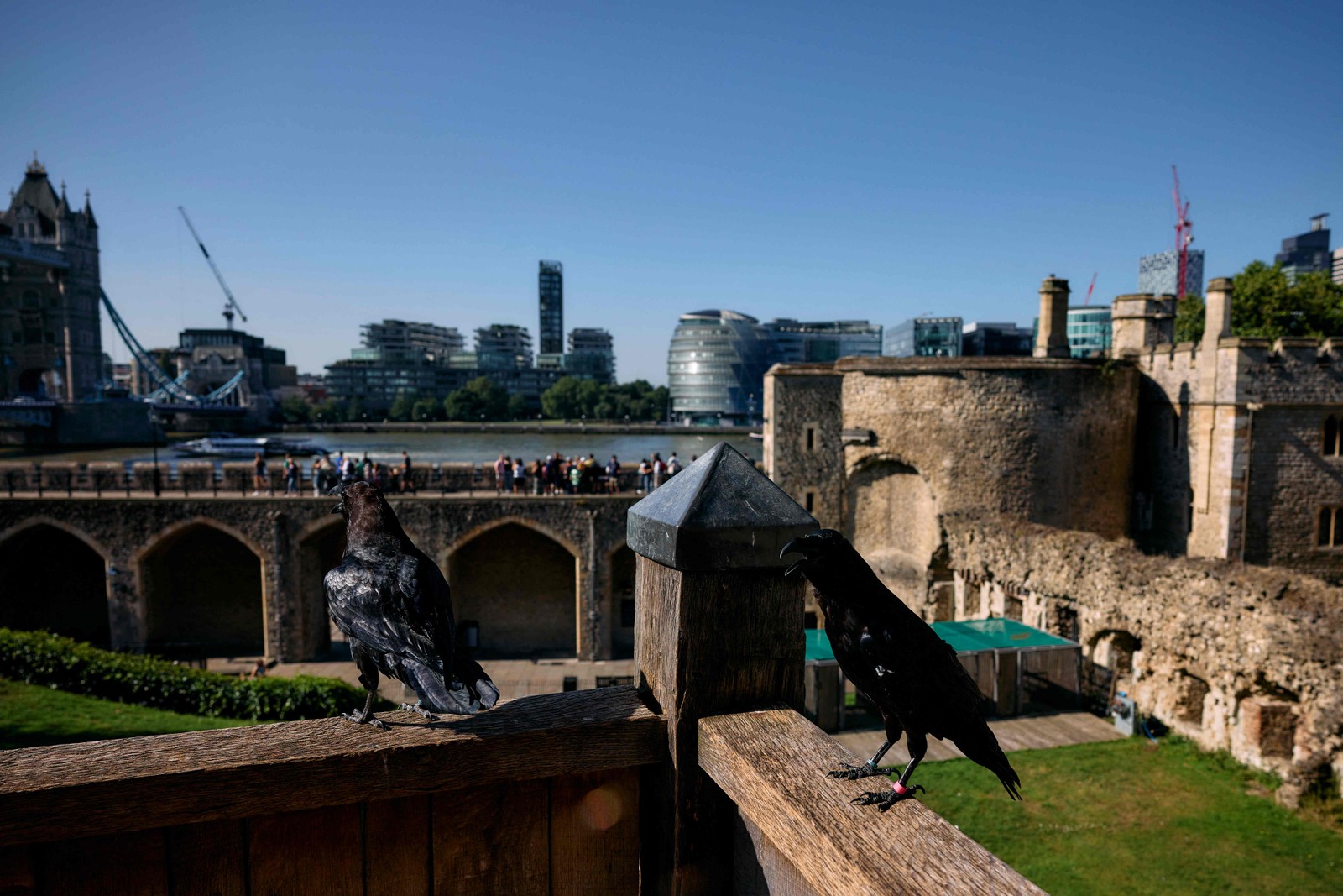 Corvos descançam nas muralhas da Torre de Londres, às margens do Rio Tâmisa, depois de saírem de suas gaiolas — Foto: Benjamin Cremel / AFP