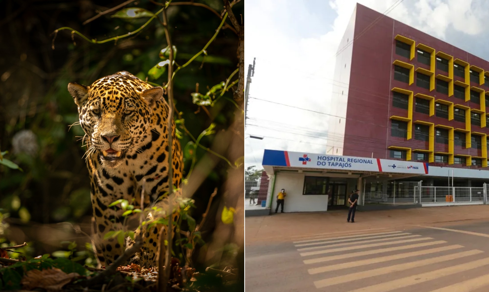 Criança de 8 anos atacada por onça em terra indígena no Pará está em estado grave; animal foi sacrificado - Foto