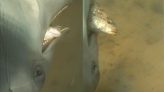 Imagens mostram os mamíferos capturando e comendo suas presas na Baía de San Diego, nos EUA — Foto: Plos One/Divulgação