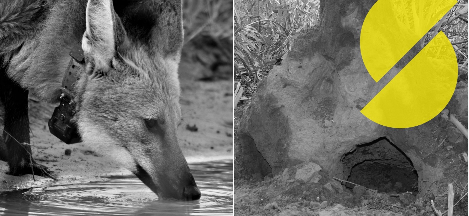 Para fugir do calor no cenário de 'Grande sertão: Veredas', animais como onças e antas recorrem até a buraco de tatu