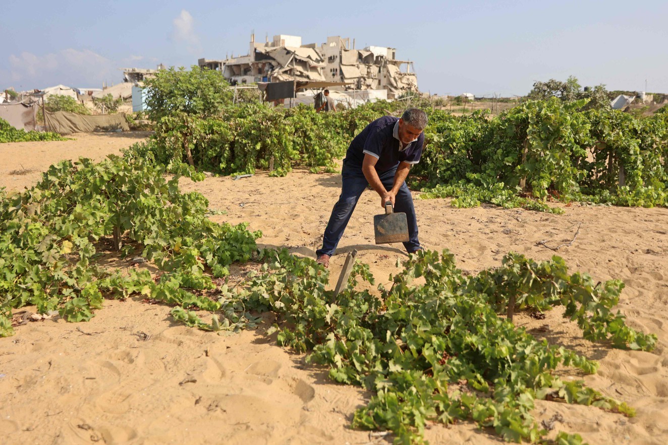 Gaza tem só 3% das terras agrícolas intactas, diz ONU; Ministro de Israel defende dezenas de assassinatos por noite - QTU Questões do Universo