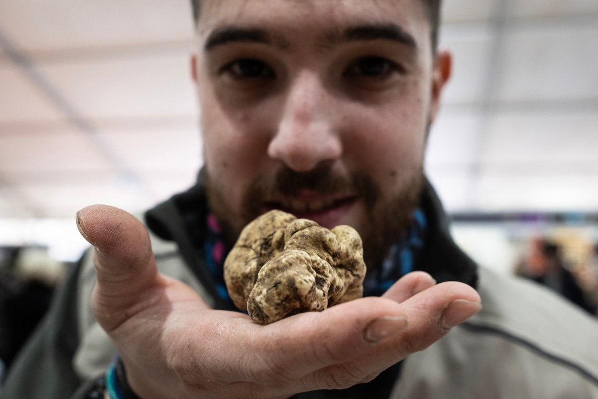 Trufa branca: 'ouro' da Itália, cogumelo é ameaçado pelas mudanças no clima