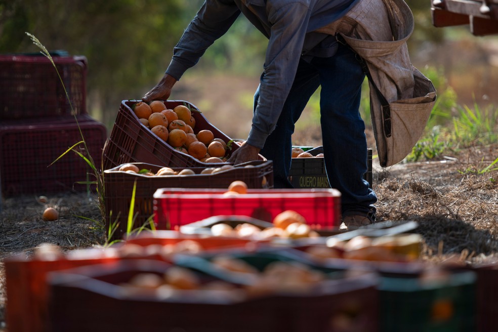 Colheita de laranja — Foto: Bloomberg