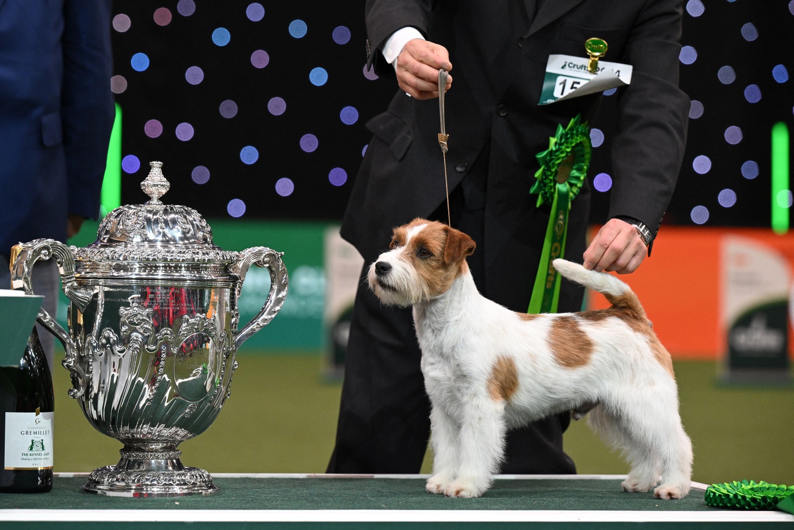 Pastor australiano vence o Crufts 2024, principal competição canina