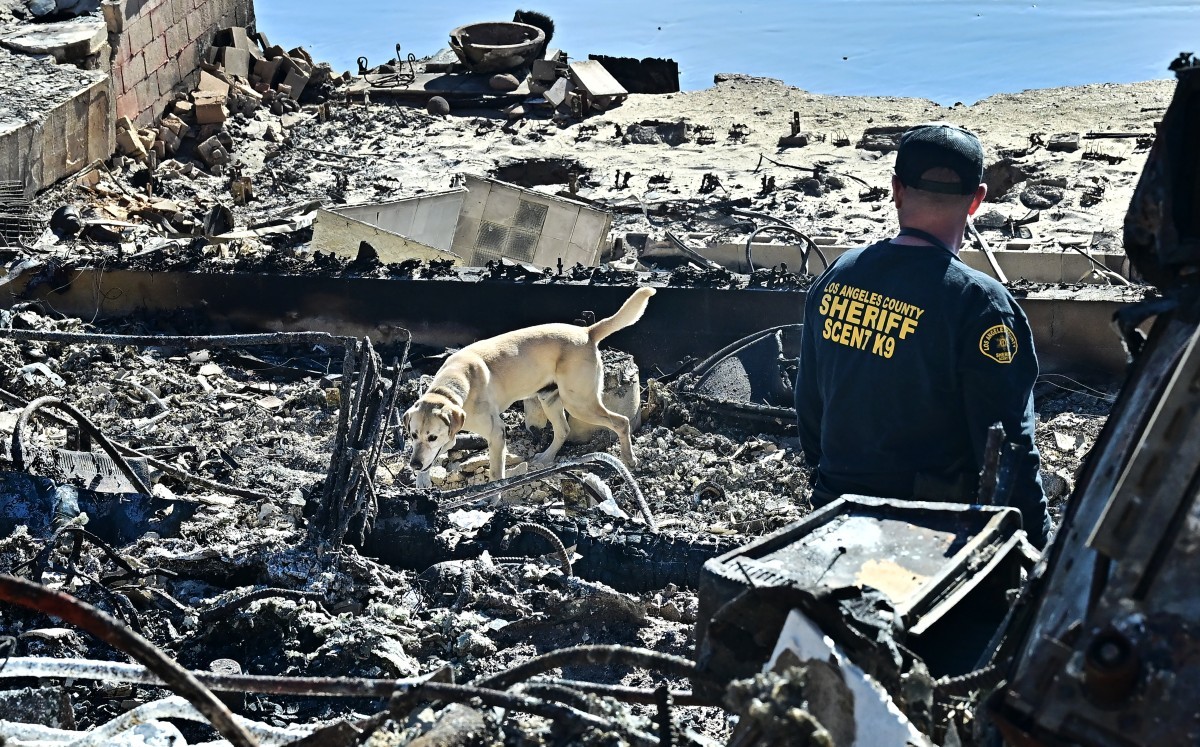 Um cão farejador fareja os escombros de propriedades à beira-mar destruídas pelo incêndio Palisades ao longo da Pacific Coast Highway em Malibu, Califórnia — Foto: FREDERIC J. BROWN/AFP