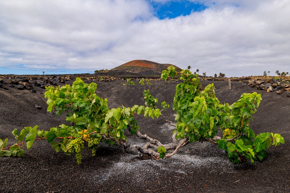 Na vinícola El Grifo, fundada em 1775, é possível ver a técnica tradicional de cultivo das parreiras em Lanzarote, nas Ilhas Canárias — Foto: Emilio Parra Doiztua/The New York Times