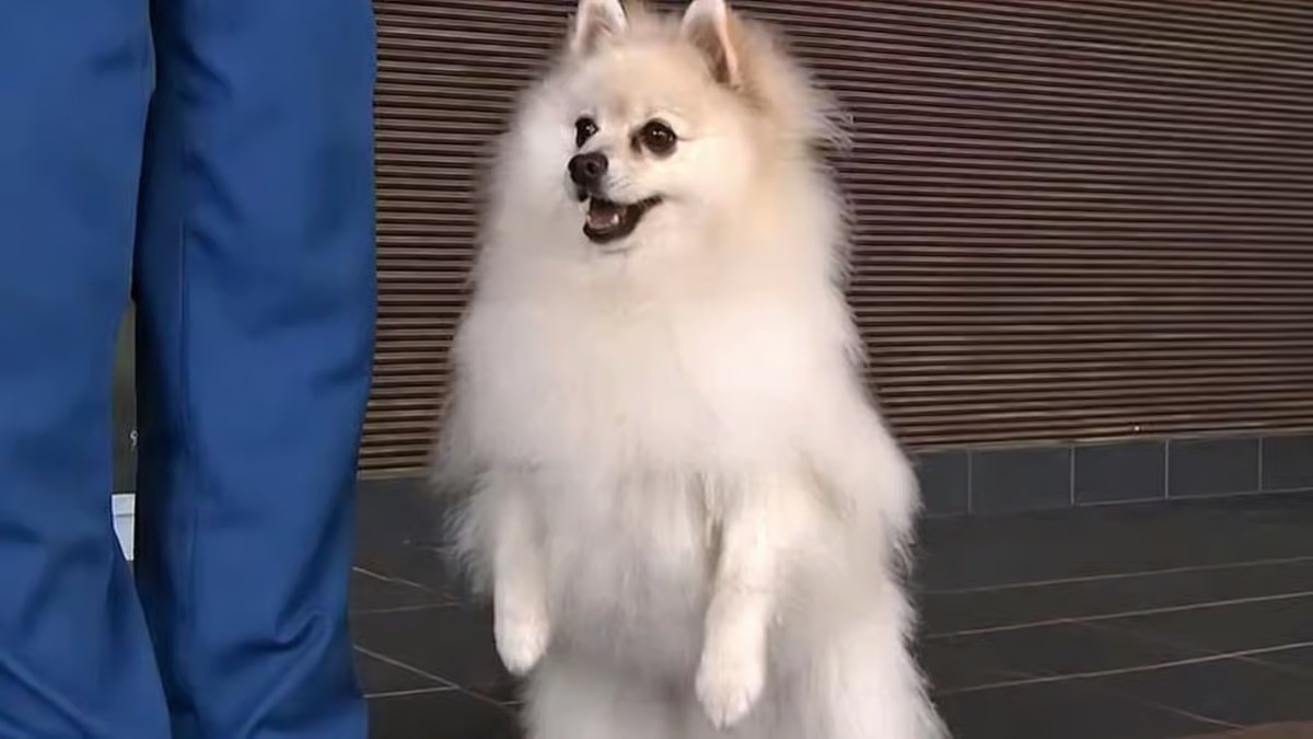 Quem diria? Lulu da pomerânia vira cão policial no