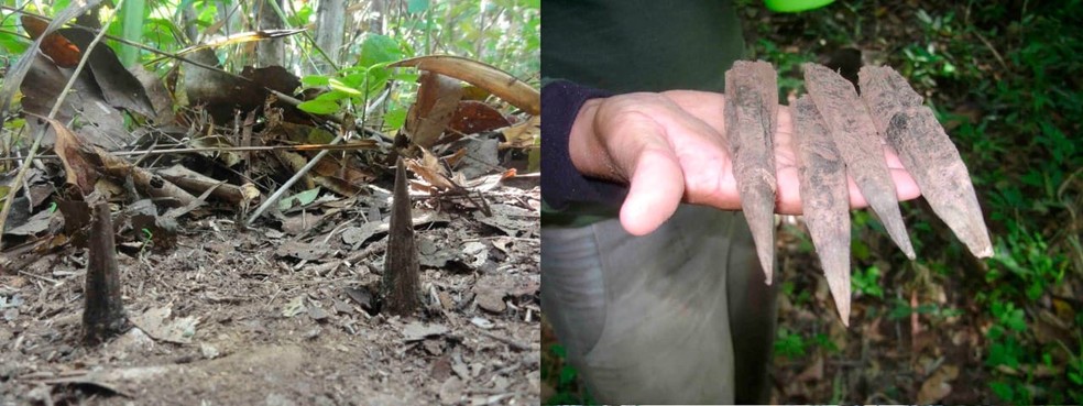 Os agentes da Funai chegam a encontrar durante expedições trilhas com centenas de estrepes afiados, que podem perfurar até pneu de trator — Foto: Funai