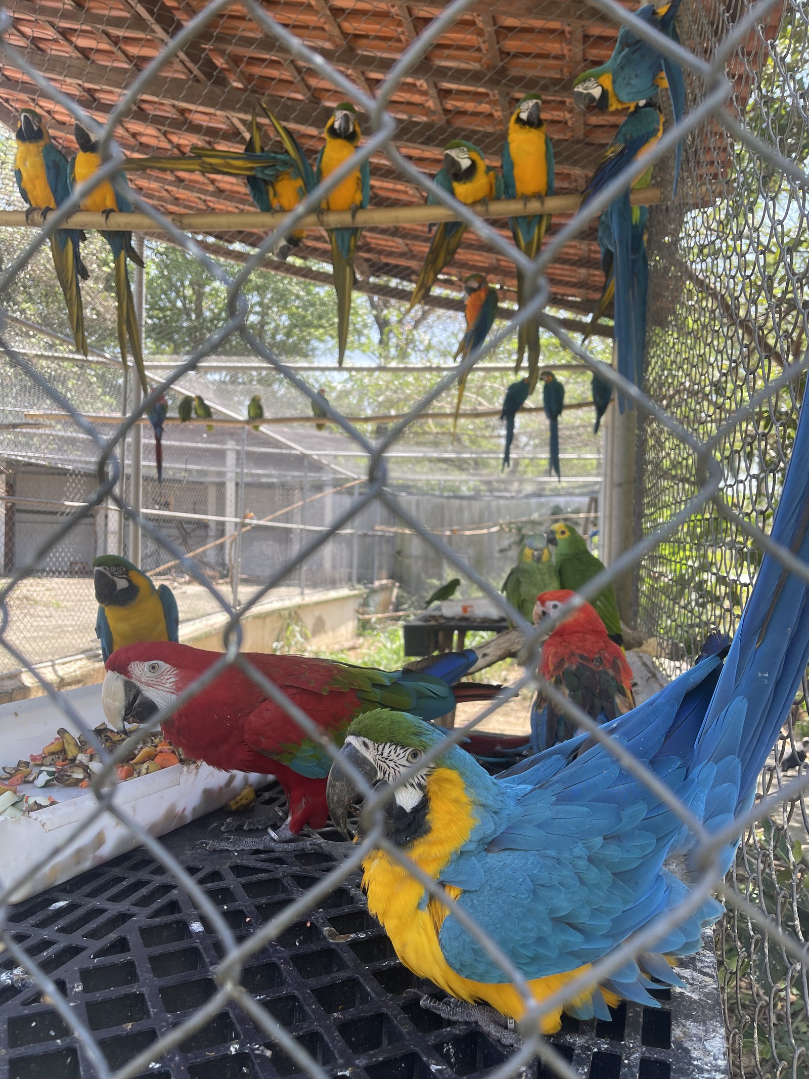 Único centro de triagem de animais silvestres no Rio, em Seropédica, está fechado após surto de tuberculose em macacos. O lugar já não recebia animais do estado do Rio devido a problemas judiciais com o Inea. Agora, a situação se agrava. — Foto: Pedro Henrique Antunes / Ibama-RJ