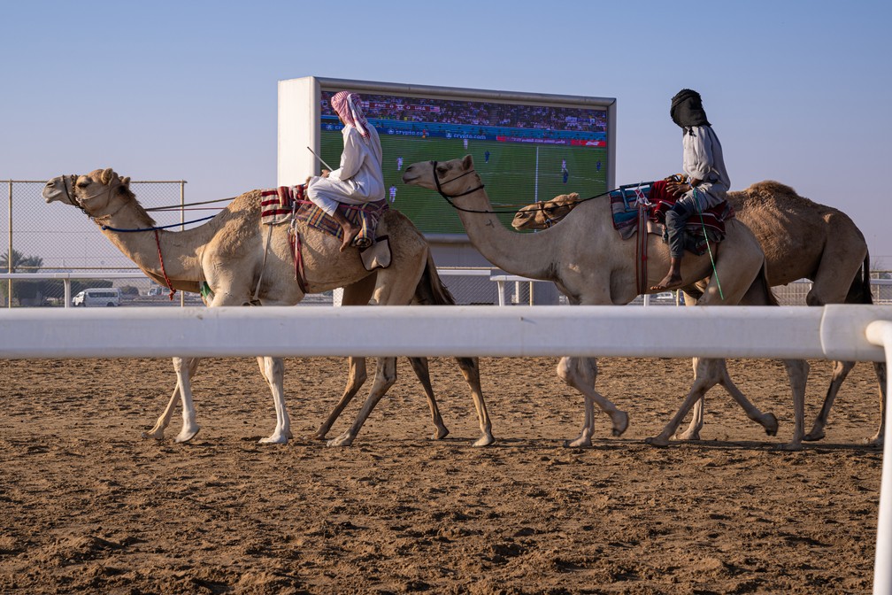 Criação e treinamento de Camelos para corrida, na cidade de Al Shahaniya, no Qatar. — Foto: Agência O GLOBO