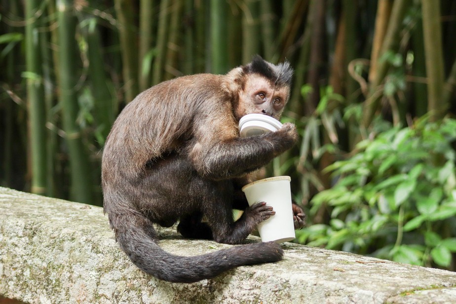 Macaco-prego participa de aula em faculdade e viraliza na web; vídeo