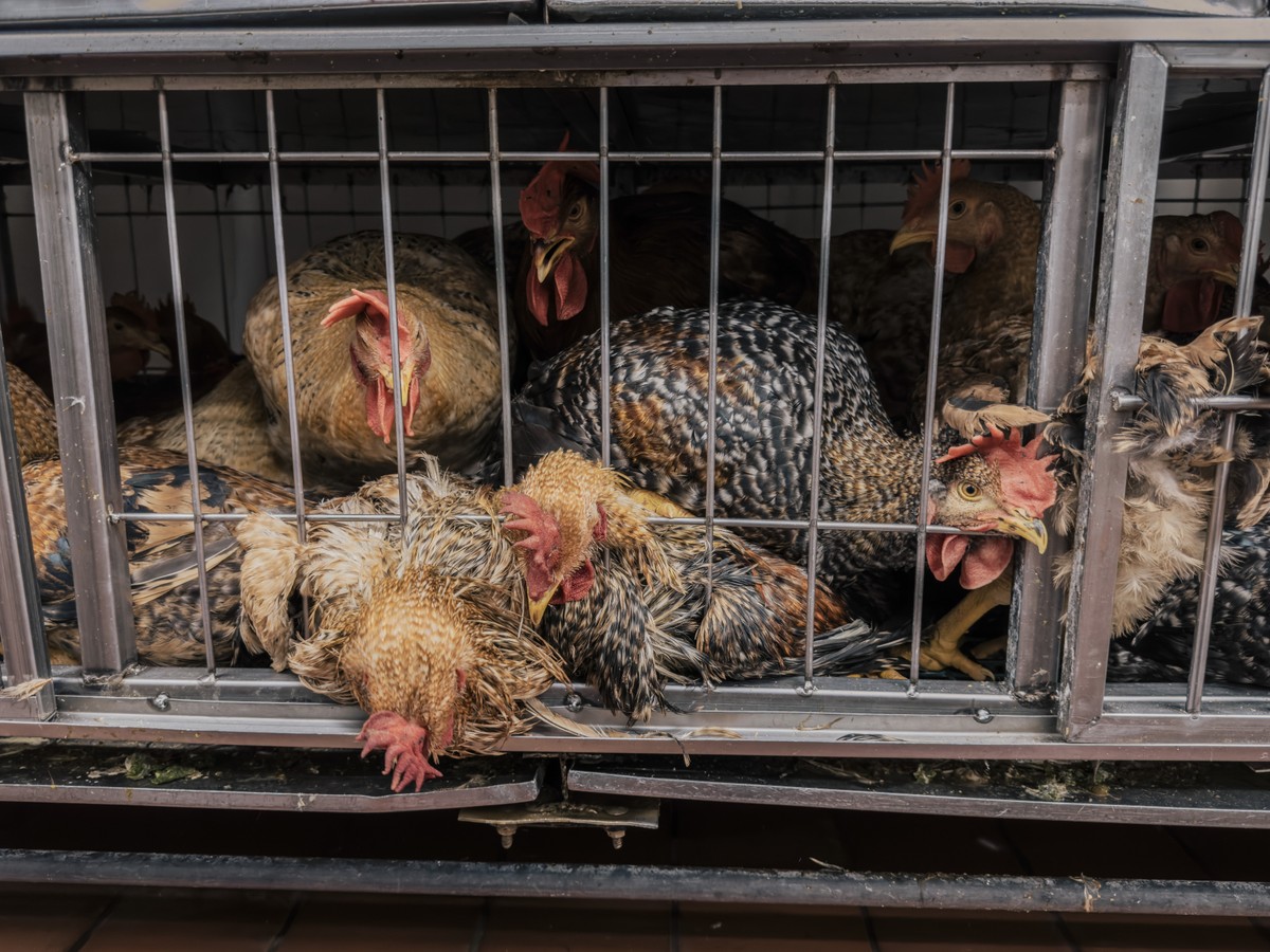 Gripe aviária: da criação de estoque de vacinas a plano de contingência, Brasil se prepara para o risco de uma nova pandemia