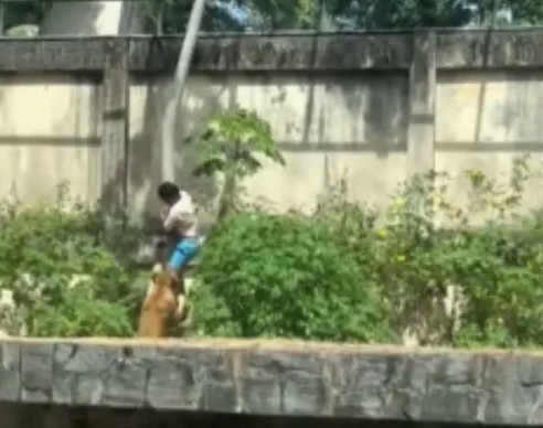 Leoa mata homem que invadiu jaula em zoológico de João Pessoa (PB)