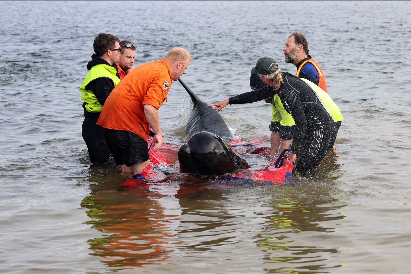 Socorristas lançam uma baleia-piloto encalhada de volta ao oceano em Macquarie Heads, na costa oeste da Tasmânia, na Austrália — Foto: Glenn NICHOLLS / AFP