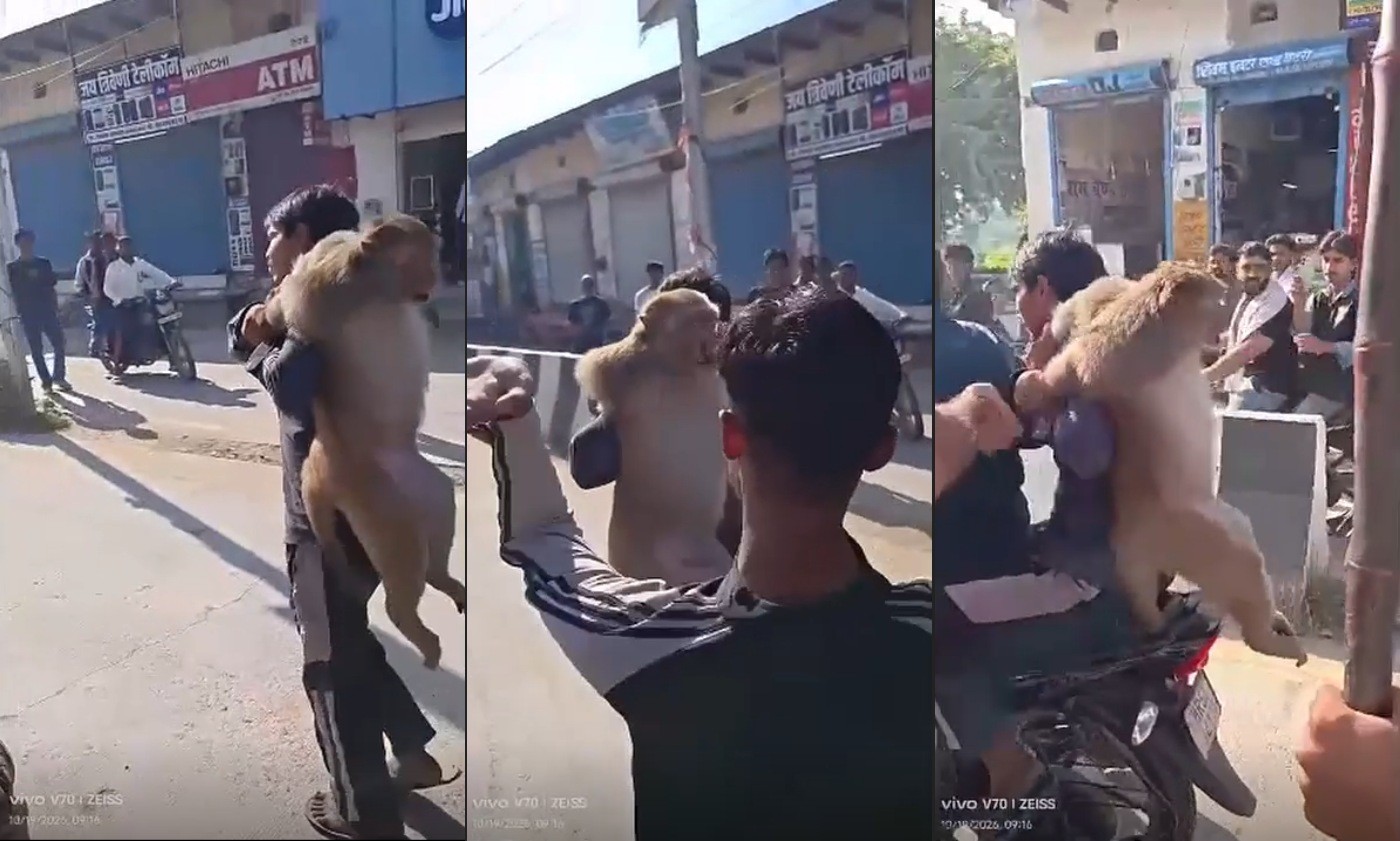 Macaco suspeito de atacar mais de 10 pessoas é capturado na Índia e agredido por moradores; vídeo