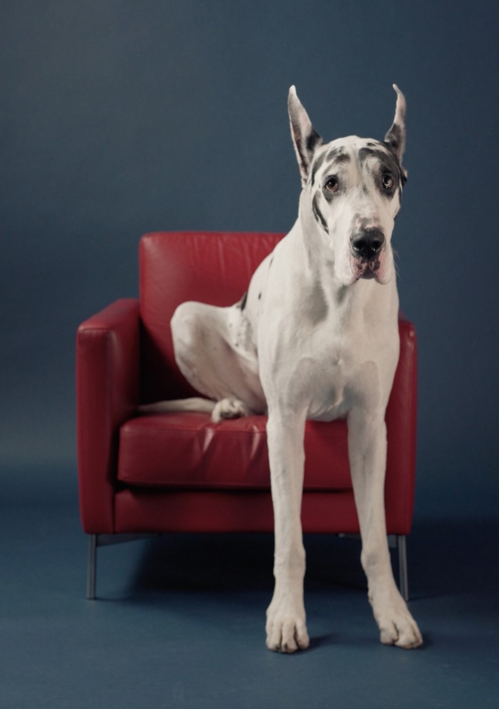 Bing, o dogue alemão que ganha a cena em'The friend', é talentoso e obediente, sem estrelismos — Foto: Ariel Fisher/The New York Times