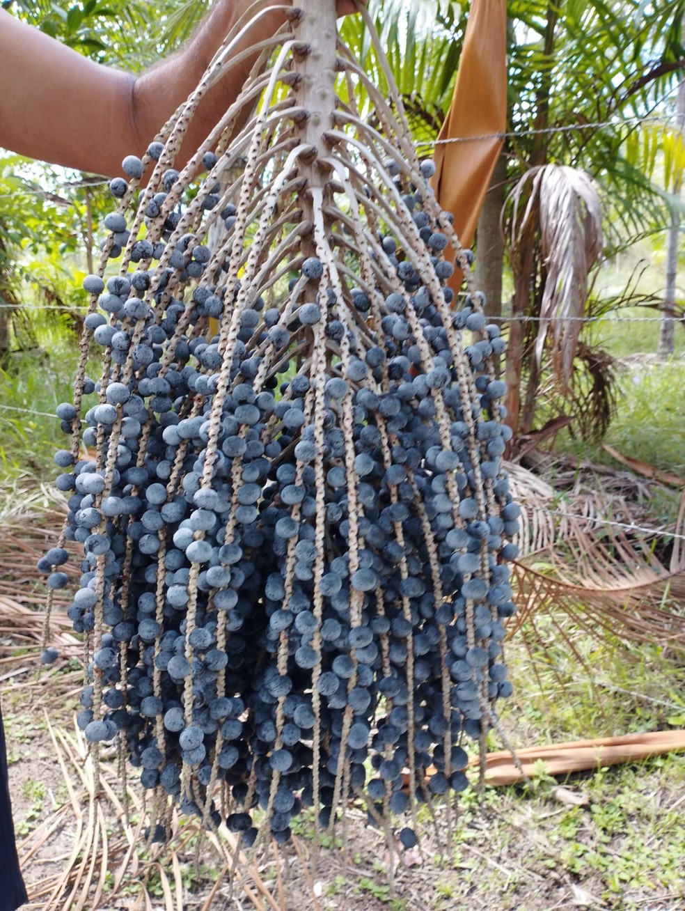 Dezenas de tonelada de caroços de açaí são descartados diariamente: inovação permite produção de bebida amarga, mas que não tem cafeína — Foto: Divulgação