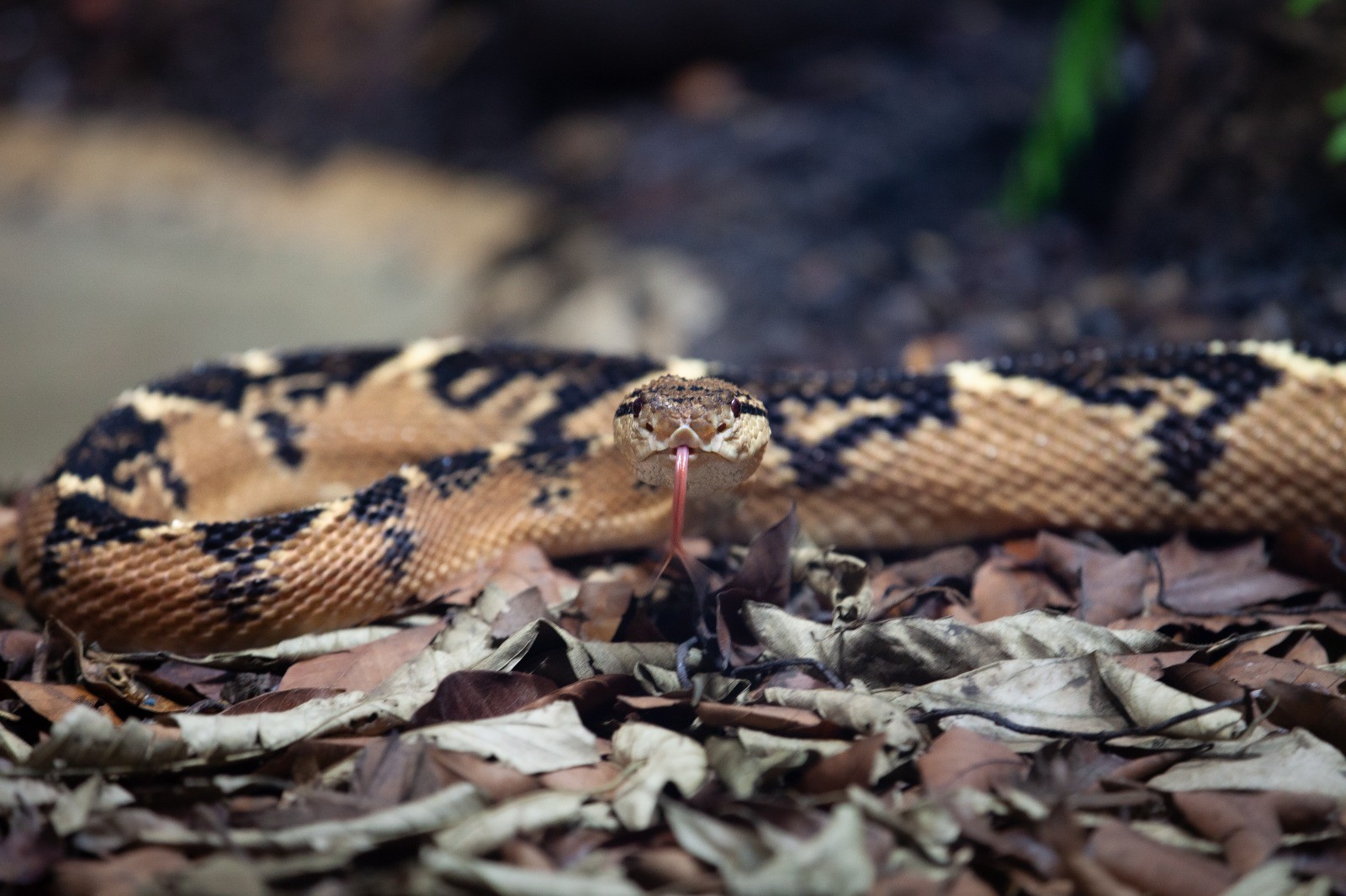 Homem de 101 anos coleciona cobras há sete décadas no Equador e ajuda cientistas a descobrir espécies raras