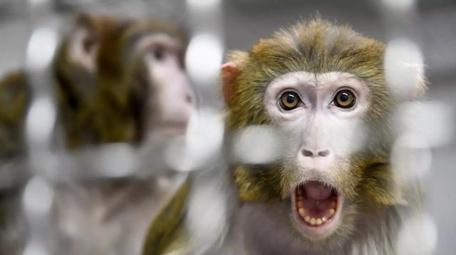 Cidade nos EUA entra em alerta após 43 macacos fugirem de centro de pesquisa