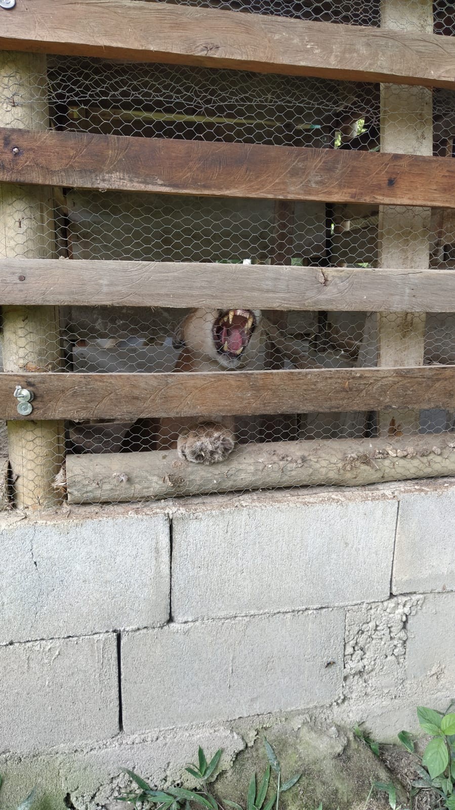 Onça-parda em condições precárias: presa em galinheiro antes de ser resgatada — Foto: Izar Aximoff / Divulgação
