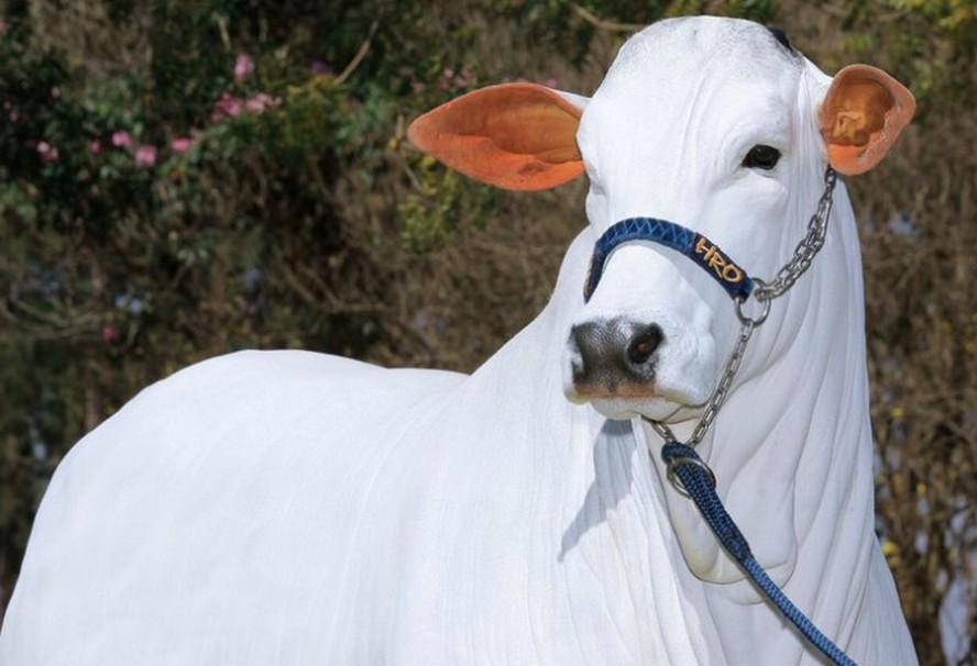 Raça nelore Viatina-19 FIV Mara Móveis: Vaca mais cara do mundo