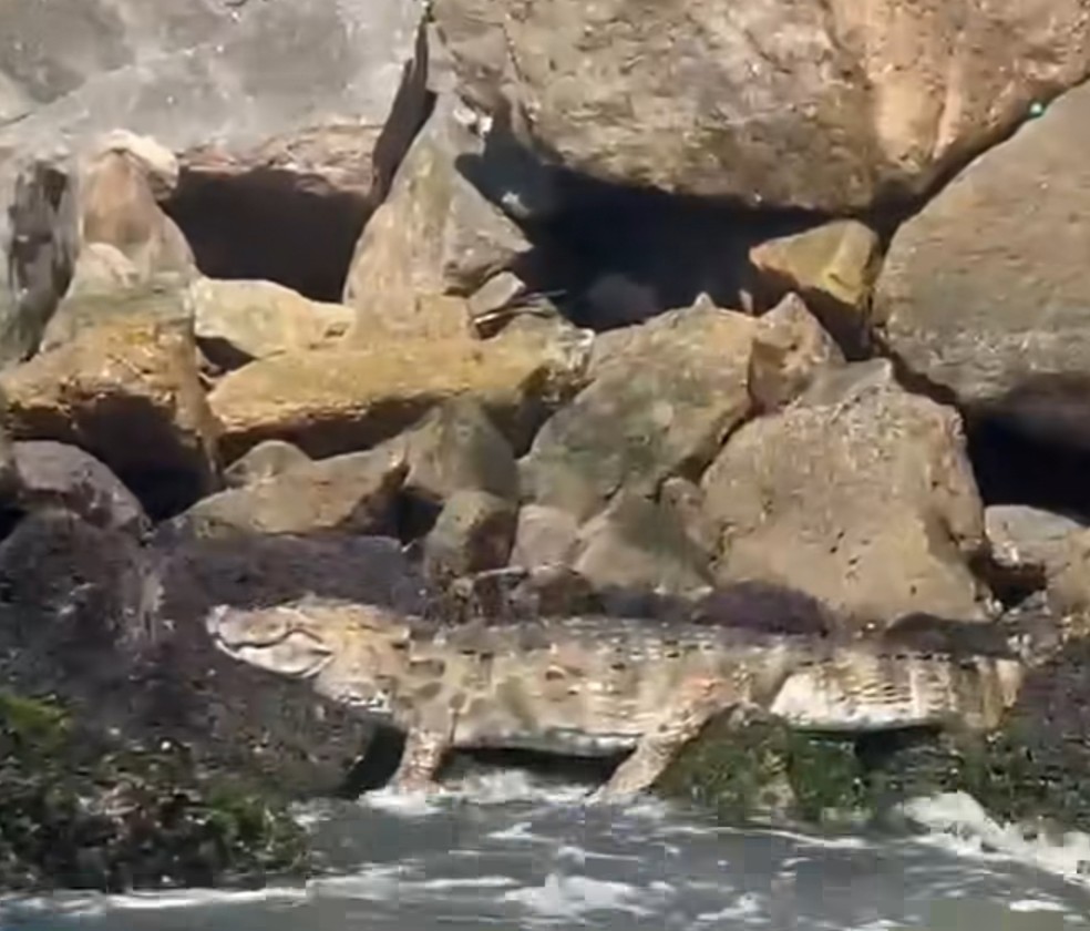 Jacaré avistado no Quebra-mar em fevereiro — Foto: Reprodução do Instagram