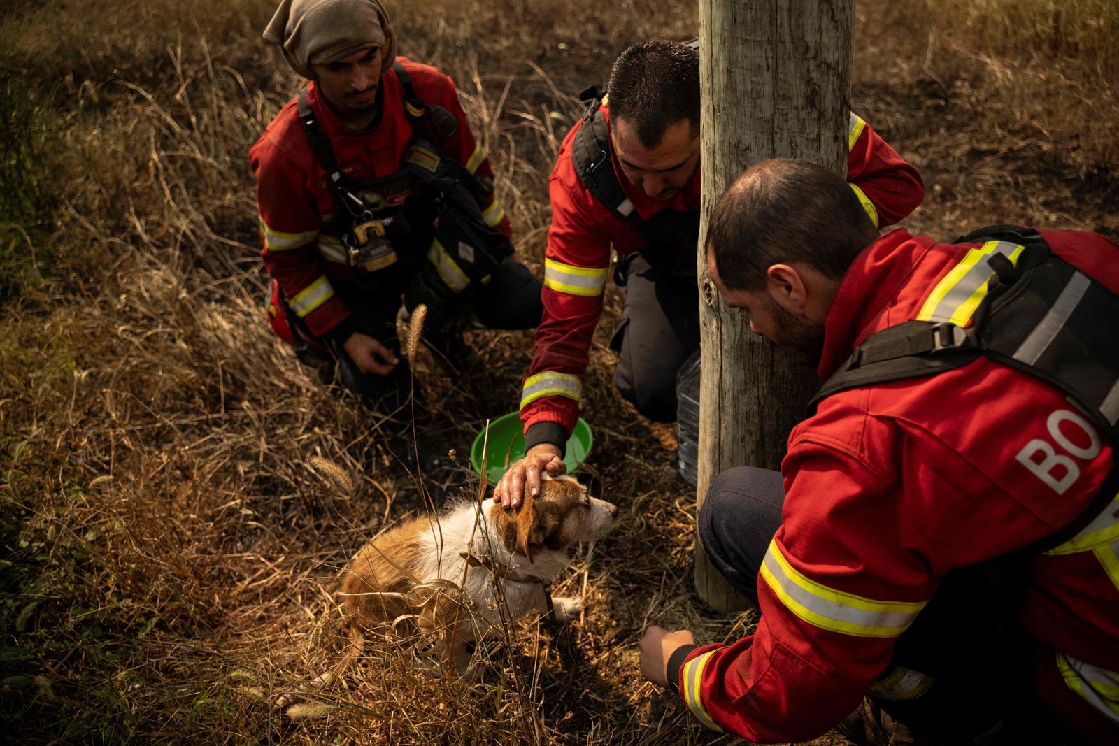 bomberos ajudam cacherro resgatado abeberágua -foto: patríciade melo Moreira/afp