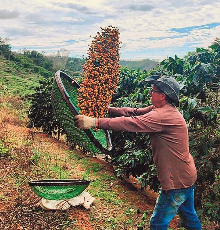 Grão com história: plataforma permite ao consumidor rastrear a origem do café na sua xícara - QTU Questões do Universo