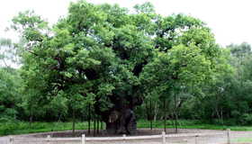 Major Oak: Célebre carvalho de Robin Hood teria morrido aos 1200 anos, diz órgão responsável