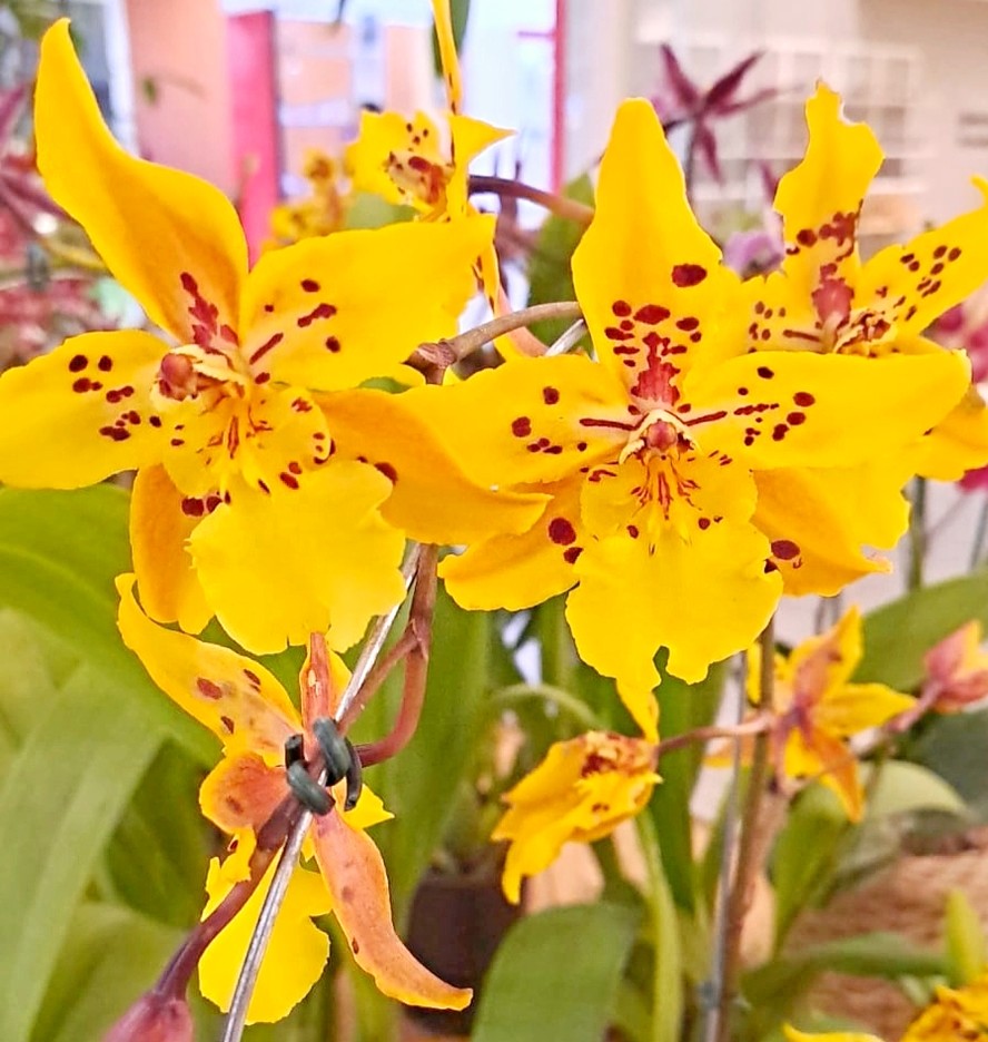 Orquídeas estarão à venda no Taquara Plaza