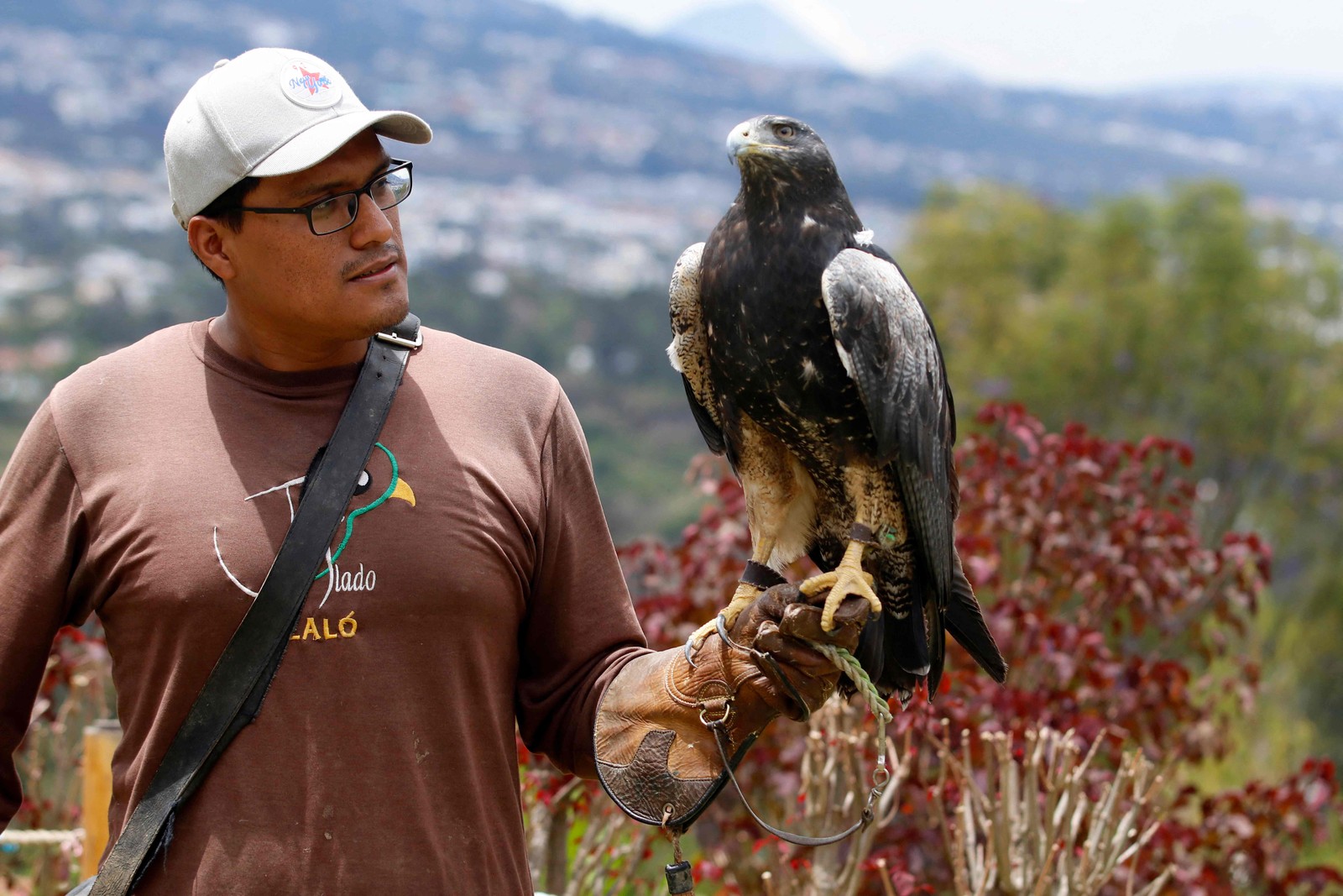 Jefferson Tipaz, 29 anos, responsável pelo manejo das aves de rapina do centro de resgate El Jardin de Alado, segura uma águia-urubu de peito preto apreendida em uma residência onde estava mantida em um galinheiro — Foto: Galo PAGUAY / AFP