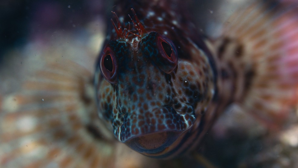 Macaquinho-das-águas: espécie de peixe encontrada na Praia Vermelha — Foto: Divulgação/Projeto Verde Mar