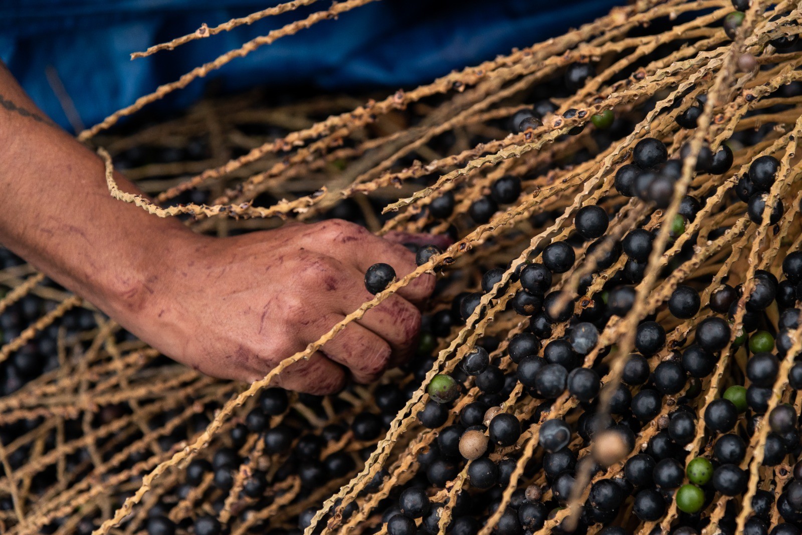 Brasil tenta defender açaí da Amazônia contra 'biopirataria'; entenda