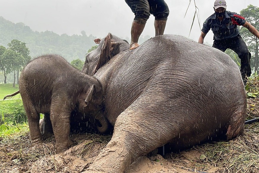 Elefante e filhotes foram resgatados de buraco de esgoto na Tailândia — Foto: AFP