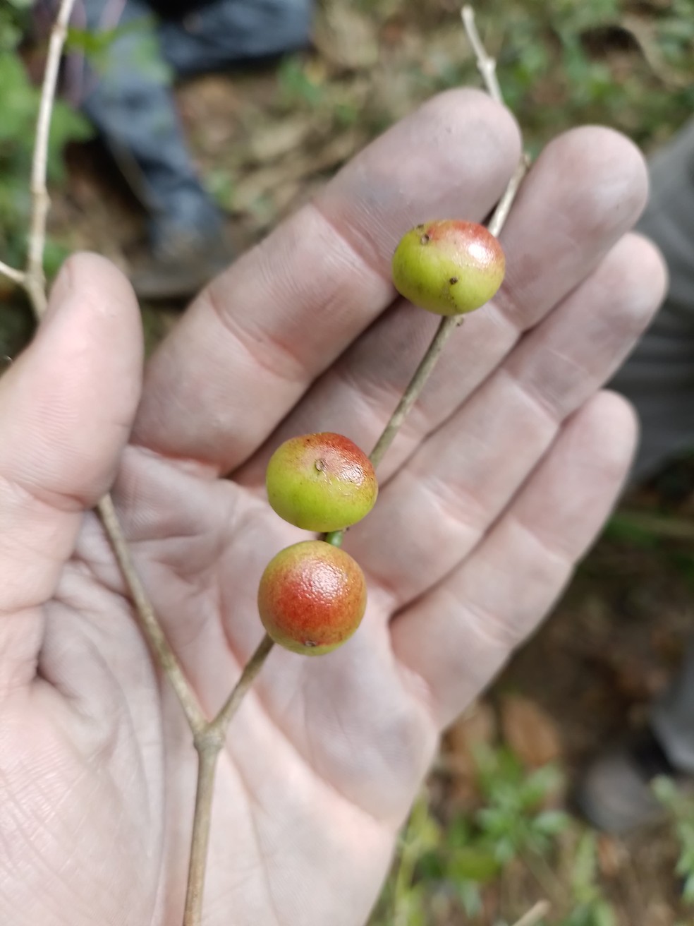 Nova árvore descoberta em Maricá, Siphoneugena carolynae, tem frutos que são 'primos' da jabuticaba — Foto: Divulgação/Inea